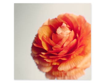 Flower Photography Still Life - Framed Art Print - Orange Wall Decor - Ranunculus Wall Art - Persian Buttercup - Gift for Her