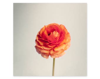 Flower Photography Still Life - Framed Art Print - Orange Wall Decor - Ranunculus Wall Art - Persian Buttercup - Gift for Her