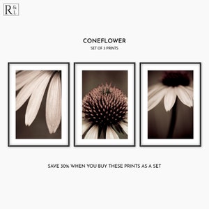 May include: Set of three sepia-toned photographs of a coneflower. The first image shows a close-up of the flower's petals, the second shows the centre of the flower, and the third shows the flower from a side view.
