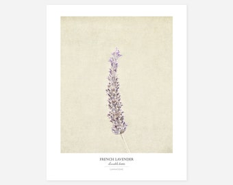 French Lavender Flower Poster - Modern Farmhouse Wall Decor - Still Life Photography Art Print - Botanical Wall Art - Gift for Her