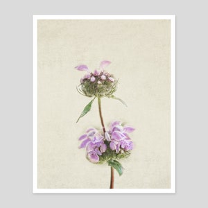 Flower Still Life Photography Prints Botanical Wall Art Rustic, Farmhouse, Shabby Chic Office, Living Room Canvas Wall Decor image 2
