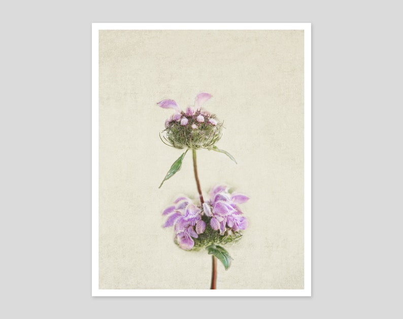 Flower Still Life Photography Prints Botanical Wall Art Rustic, Farmhouse, Shabby Chic Office, Living Room Canvas Wall Decor image 2