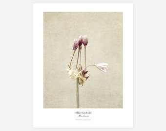 Flower Poster - Modern Farmhouse Wall Decor - Still Life Photography Art Print - Botanical Art - Gift for Her - Country Kitchen Wall Decor