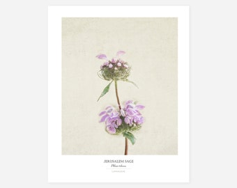 Flower Poster - Modern Farmhouse Wall Decor - Still Life Photography Art Print - Botanical Art - Country Home Decor - Gift for Her