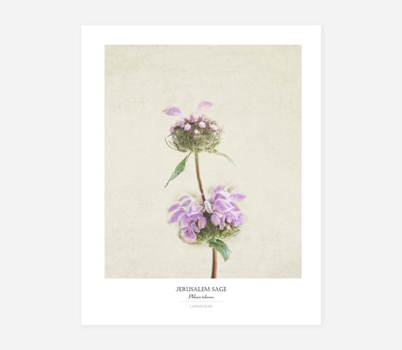 Flower Poster Modern Farmhouse Wall Decor Still Life Photography Art Print Botanical Art Country Home Decor Gift for Her image 1