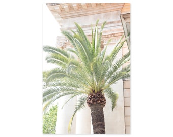 Palm Tree Art Print - Nice, France Travel Photography