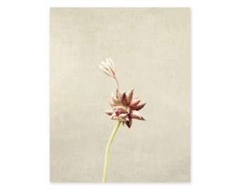 Flower Photography Still Life Prints - Botanical Wall Art - Farmhouse, Rustic Wall Decor - Canvas Wall Art