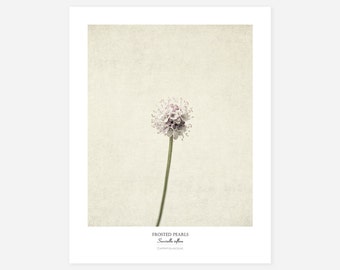 Flower Poster - Modern Farmhouse Wall Decor - Still Life Photography Art Print - Botanical Art - Gift for Her - Country Kitchen Wall Decor