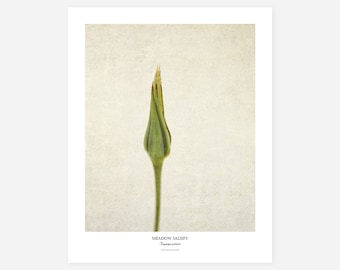 Flower Poster - Modern Farmhouse Wall Decor - Still Life Photography Art Print - Botanical Wall Art - Vintage Style