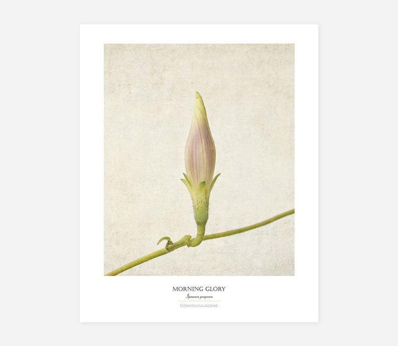 Flower Poster Modern Farmhouse Wall Decor Still Life Photography Morning Glory Wall Art Botanical Art Print Vintage Style image 1