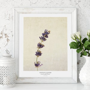 Lavender Flower Poster Modern Farmhouse Wall Decor Still Life Photography Art Print Kitchen Wall Art Gift for Her image 3