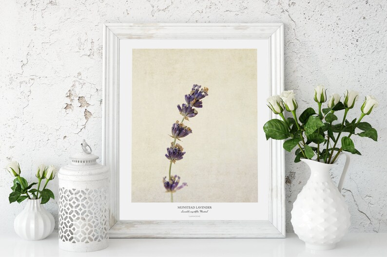 Lavender Flower Poster Modern Farmhouse Wall Decor Still Life Photography Art Print Kitchen Wall Art Gift for Her image 3