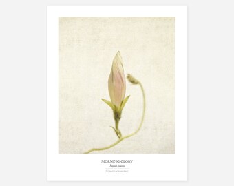 Flower Poster - Modern Farmhouse Wall Decor - Morning Glory Still Life Photography - Botanical Art Print - Bedroom Wall Art - Gift for Women