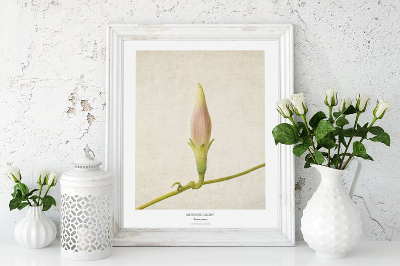 Flower Poster Modern Farmhouse Wall Decor Still Life Photography Morning Glory Wall Art Botanical Art Print Vintage Style image 2