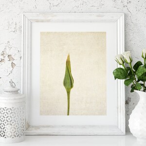 Flower Photography Still Life Prints Botanical Wall Art Rustic, Farmhouse, Shabby Chic Office, Living Room Canvas Wall Decor image 7