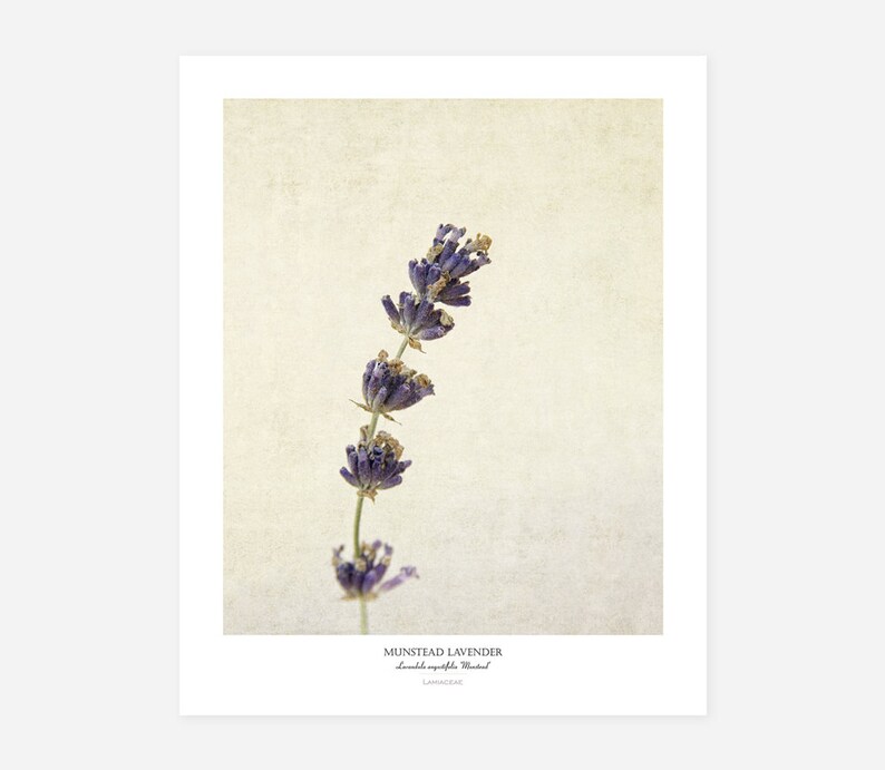 Lavender Flower Poster Modern Farmhouse Wall Decor Still Life Photography Art Print Kitchen Wall Art Gift for Her image 1