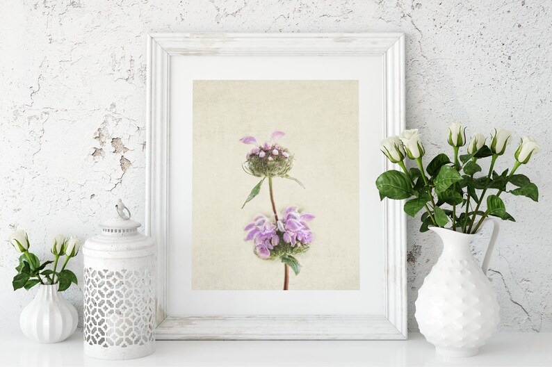 Flower Still Life Photography Prints Botanical Wall Art Rustic, Farmhouse, Shabby Chic Office, Living Room Canvas Wall Decor image 7