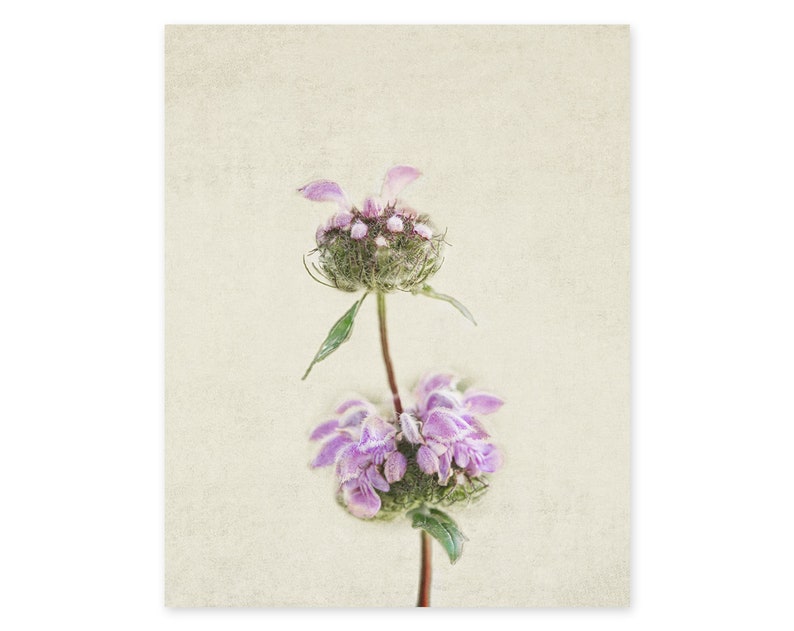 Flower Still Life Photography Prints Botanical Wall Art Rustic, Farmhouse, Shabby Chic Office, Living Room Canvas Wall Decor image 1