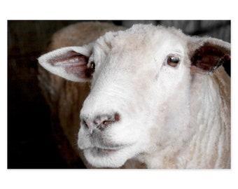 Farmhouse Wall Decor - Sheep Art Print - Framed Photography Print - Rustic Farm Animal Wall Art - Country Home Decor