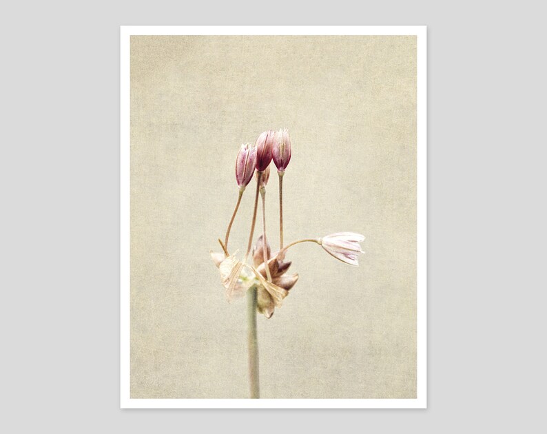 Flower Photography Still Life Prints Botanical Wall Art Farmhouse, Rustic Wall Decor Ail des Jardins Canvas Wall Art image 2