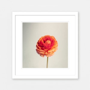 Flower Photography Still Life Framed Art Print Orange Wall Decor Ranunculus Wall Art Persian Buttercup Gift for Her image 2