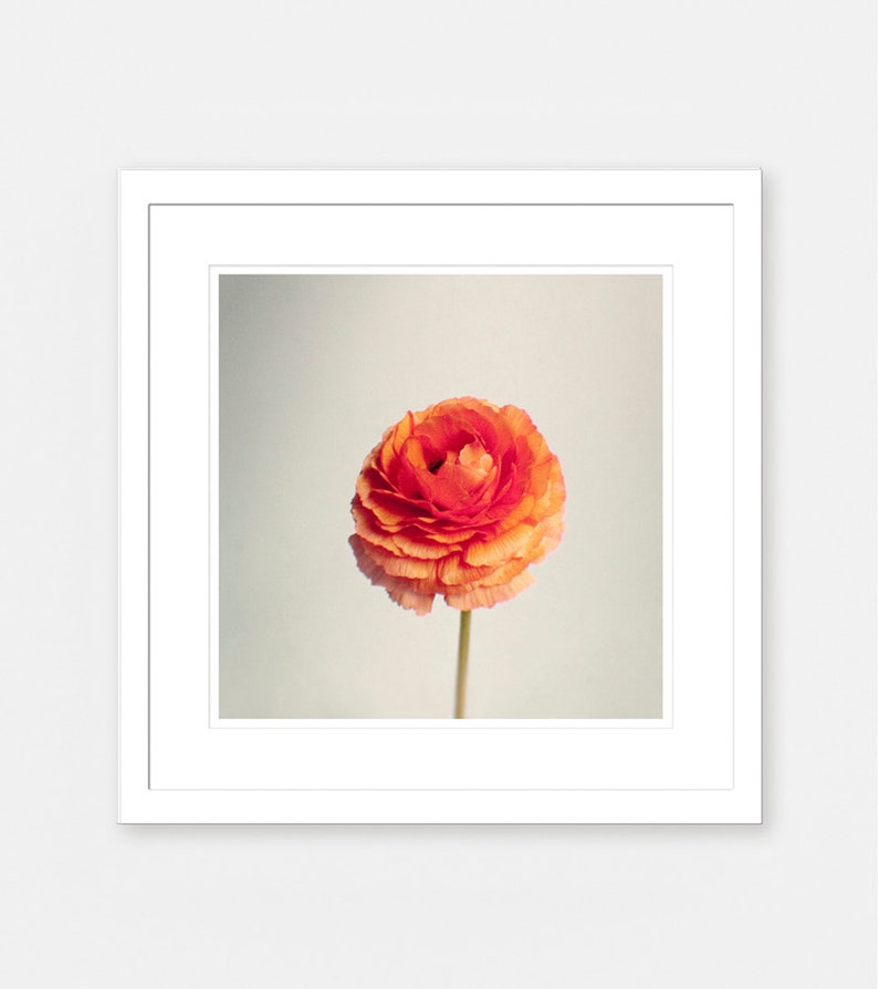 Flower Photography Still Life Framed Art Print Orange Wall Decor Ranunculus Wall Art Persian Buttercup Gift for Her image 2