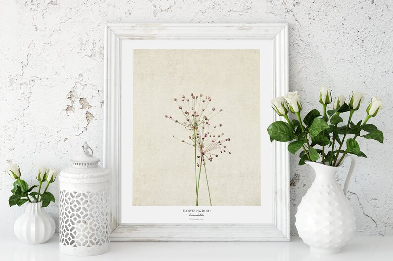 Wildflower Flower Poster Modern Farmhouse Wall Decor Still Life Photography Art Print Botanical Wall Art Gift for Her image 3