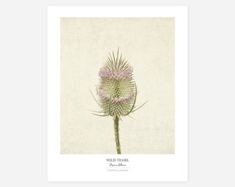 Flower Poster - Modern Farmhouse Wall Decor - Still Life Photography - Wild Teasel Botanical Art Print - Rustic Country Kitchen Wall Art