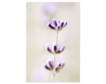 Lavender Art Print - Purple Flower Wall Art - Flower Photography Prints - Purple and Green Wall Decor - Floral Art Print
