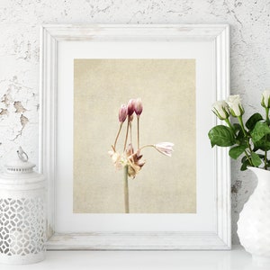 Flower Photography Still Life Prints Botanical Wall Art Farmhouse, Rustic Wall Decor Ail des Jardins Canvas Wall Art image 7