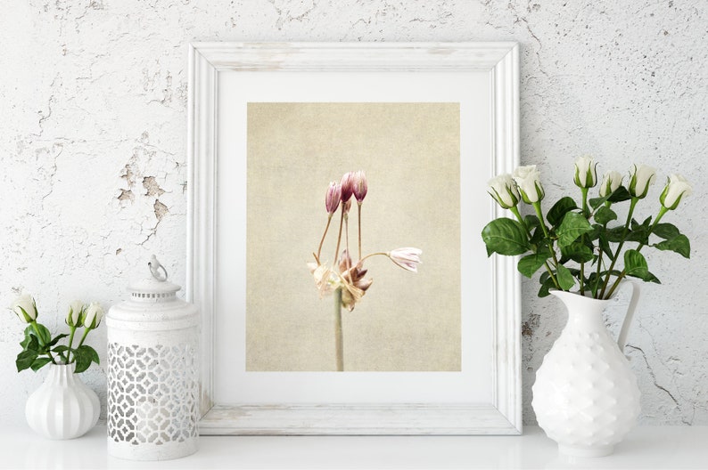 Flower Photography Still Life Prints Botanical Wall Art Farmhouse, Rustic Wall Decor Ail des Jardins Canvas Wall Art image 7