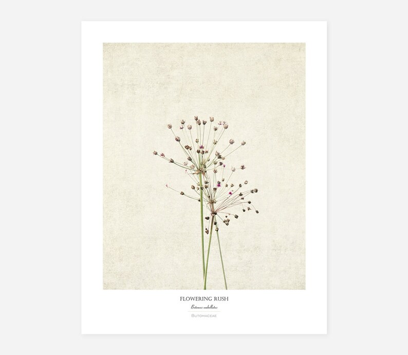 Wildflower Flower Poster Modern Farmhouse Wall Decor Still Life Photography Art Print Botanical Wall Art Gift for Her image 1