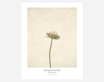 Flower Poster - Moder Farmhouse Wall Decor - Still Life Photography Art Print - Botanical Art - Country Home Decor - Gift for Her