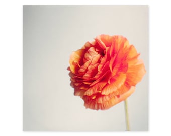 Flower Photography Still Life - Framed Art Print - Orange Wall Decor - Ranunculus Wall Art - Persian Buttercup - Gift for Her