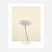 see more listings in the Botanical Posters section