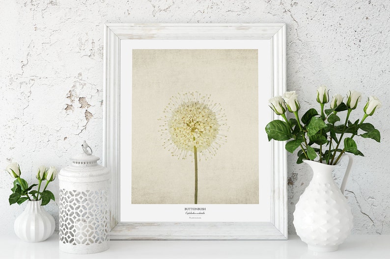 Flower Poster Modern Farmhouse Wall Decor Still Life Photography Art Print Botanical Art Gift for Her Country Kitchen Wall Decor image 5