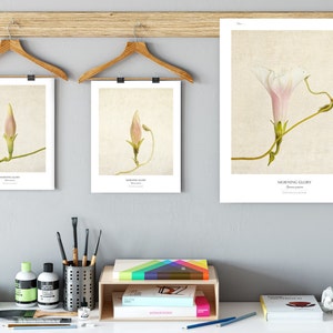 Flower Poster Modern Farmhouse Wall Decor Still Life Photography Morning Glory Wall Art Botanical Art Print Vintage Style image 5