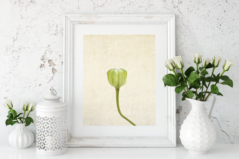 Flower Still Life Photography Prints Botanical Wall Art Rustic, Farmhouse, Shabby Chic Bedroom, Living Room Canvas Wall Decor image 7