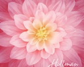 Hoffman - Dream Big - Floral - Wild Rose - Digital Print - 42 quot Square Panel - Cotton Fabric by the Panel P4389-94