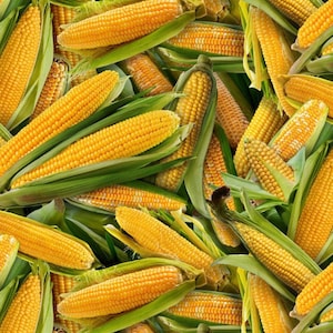EOB~Elizabeths Studio~Food Festival~Corn on the Cob~Yellow~Cotton Fabric by the Yard or Select Length 435E-YLW
