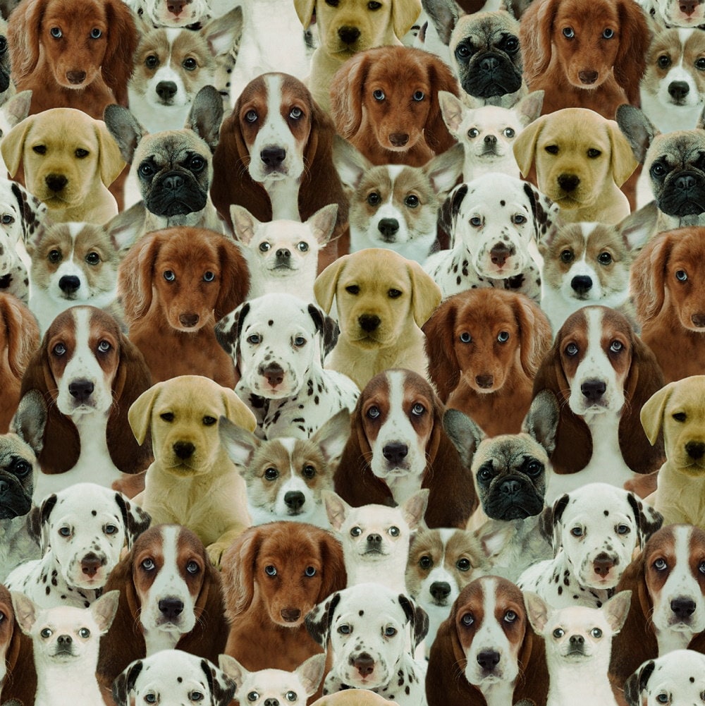Windham One of a Kind Puppies Digitally Printed Multi Etsy