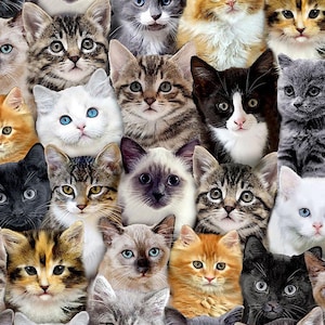 以下が含まれることがあります： さまざまな猫の顔のコラージュで、さまざまな品種と色を示しています。猫は青、緑、黄色など、さまざまな目の色をしています。画像はクローズアップで、猫の顔がフレームを埋めています。
