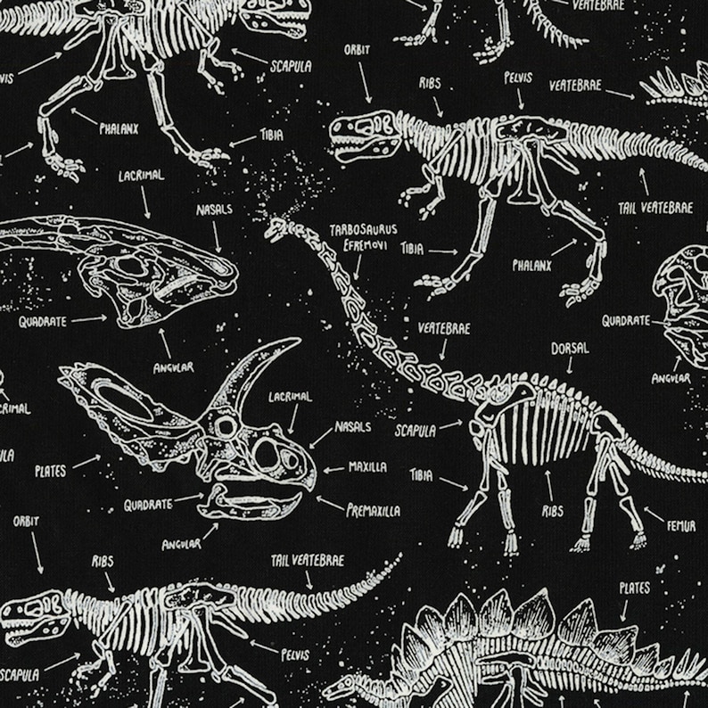 fossils and dinosaurs readworks answers