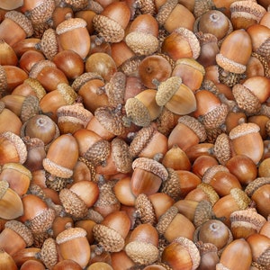 EOB~Elizabeths Studio~Landscape Medley~Acorns~Brown~Cotton Fabric by the Yard or Select Length 627E-BROWN