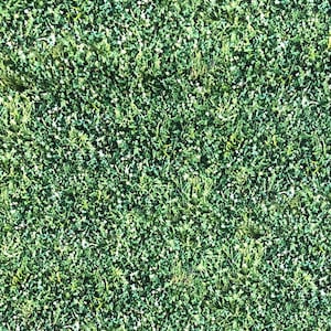 May include: A close-up of a lush green lawn with a variety of grass blades and small green leaves.