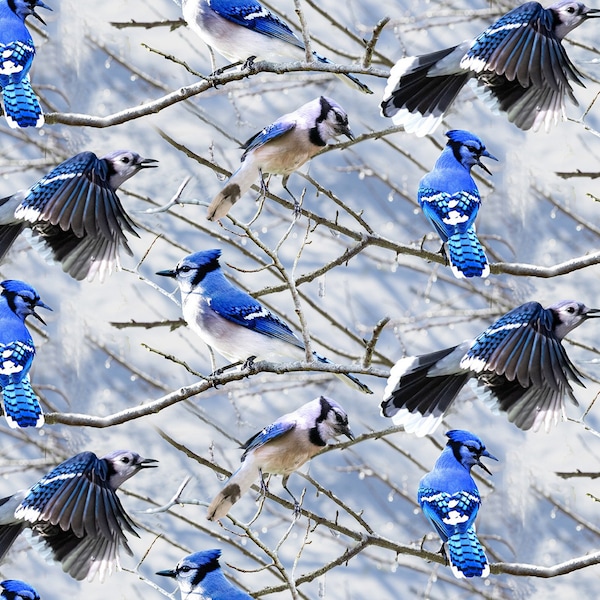 Hoffman- Call of the Wild~Blue Jays on Branches -Digital Print- Blue Jay -LARGE SCALE Cotton Fabric by the Yard or Select Length V5214-262