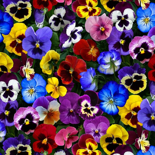 Elizabeths Studio~Lovely Pansies~Pansies Allover~Multi~Cotton Fabric by the Yard or Select Length 475E-MLT