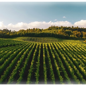 Peut inclure: Vue aérienne d'un vignoble avec des rangées de vignes vertes poussant sur une colline. Le vignoble est entouré d'arbres et d'un ciel bleu avec des nuages blancs.