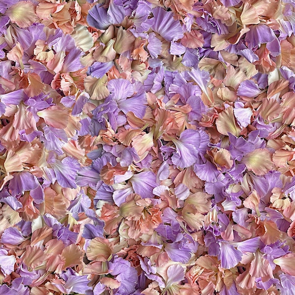 Maywood Studio~Hand Picked First Light~Petal Toss~Digital~Peach~Cotton Fabric by the Yard or Select Length D10158M-C