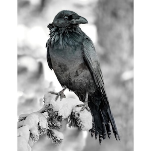 Peut inclure: Image en noir et blanc d'un corbeau perché sur une branche enneigée. L'oiseau a un plumage sombre et un bec prononcé. L'arrière-plan est flou, suggérant une scène hivernale. Les griffes du corbeau agrippent la branche, et ses plumes sont légèrement ébouriffées.